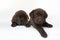 two cute chocolate labrador retriever puppies