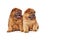 Two cute chow-chow puppies isolated over white background