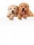 Two cute Chow-chow puppies, isolated over white background