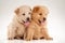 Two cute Chow-chow puppies, over white background
