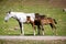 Two cute colts and their mother