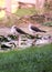 Two cute Common Greenshank tringa nebularia standing on one leg.