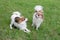 Two cute continental toy spaniel puppies are playing on a green grass in the summer park. Pet animals.