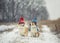 Two cute Corgi dog puppies sit in the Park in funny knitted warm hats on a snowy winter day and look at each other