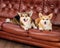 Two cute corgi dogs on a sofa