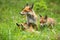 Two cute cubs of red fox playing with her mother among the wildflowers in spring