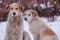 Two cute and cuddly canine companions happily sitting side by side in the snow