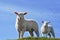 Two Cute Curious Lambs Looking in Spring