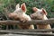 Two cute and curious Pigs