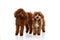 Two cute curly red-brown poodles, liitle dogs posing isolated over white studio background. Pet look happy, healthy and