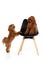 Two cute curly red-brown poodles, liitle dogs posing isolated over white studio background. Pet look happy, healthy and