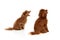 Two cute curly red-brown poodles, liitle dogs posing isolated over white studio background. Pet look happy, healthy and