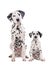 Two cute dalmatian dogs father and son