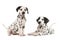 Two cute dalmatian puppy dogs