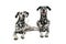 Two cute dalmatians lying in a white background photo studio