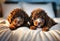 Two cute dark brown poodle puppies