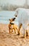 Two cute dogs on the beach. Ginger bull terrier and white labrador. Dogs play on a walk