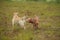 Two cute dogs, golden golden labrador and Shar pei , getting to know and greeting each other by sniffing