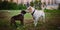 Two cute dogs, golden labrador and french bulldog, getting to know and greeting each other by sniffing