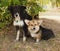 Two cute dogs in the park. We\'re friends forever. Welsh Corgi an