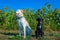 Two cute dogs pose on a sunny day