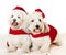 Two cute dogs in santa outfits