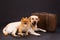 Two cute dogs and travel suitcase.