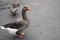 Two cute domestic brown geese walking on the urban asphalted road
