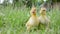 Two cute domestic ducklings sitting in the green grass