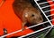 Two cute domestic dumbo rat sisters on orange soft hammock in cage. Burmese and black self rats