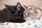 Two cute domestic short hair cats snuggle with one another