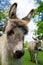 Two cute donkeys close-up