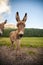 Two cute donkeys in Dolomites