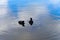 Two cute duck in lake - Stow Lake in Golden Gate Park