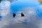 Two cute duck in lake - Stow Lake in Golden Gate Park