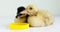 Two cute ducklings drink some water from a yellow bowl on a white background.