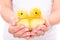 Two cute ducklings in female hands