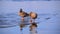 Two cute ducks on an ice floe in spring in beautiful pink-blue water