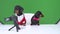 two cute famous dog and dachshund puppy runs entertaining pet blog or advertisement. Dog obediently sits at table with