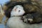 Two cute ferrets sleeping in wood sawdust