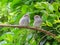 Two cute fledgling baby birds, House Sparrows, on branch.