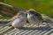 Two cute fledgling baby birds, House Sparrows Passer domesticus