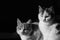 Two cute fluffy cats are sitting in the dark. Black and white photo