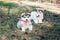 Two cute fluffy puppies sit in a clearing in the woods and look into the camera. Shaggy white-gray puppies with bows on the neck.