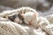 Two cute fluffy white and grey kittens sleeping in soft cozy blanket on sunny day
