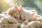 Two cute fluffy white and grey kittens sleeping in soft cozy blanket on sunny day