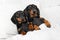 Two cute friendly dachshunds lie side by side covered with warm blanket, top view. Dogs spend time together as loving