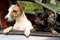 Two cute friendly little dogs in the car. Jack Russell breed