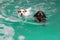 Two cute funny dogs swimming