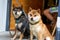 Two cute and funny Shiba Inu